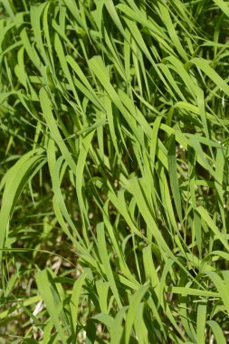 Sahte süpürge yaprakları - Latince adı - Brachypodium pinnatum