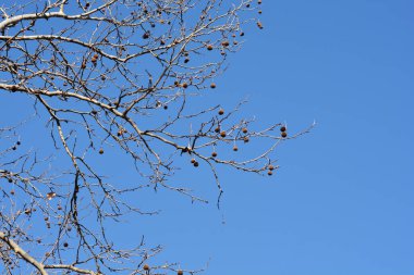 Mavi gökyüzüne karşı tohum ve tohum taşıyan Londra uçak dalları Latince adı Platanus x hispanica