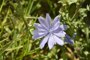 Vahşi hindiba çiçeği - Latince adı - Cichorium intybus