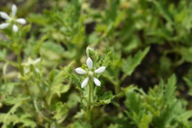 Sting Lily çiçeğinin arkası - Latince adı - Blumenbachia hiyeronymi