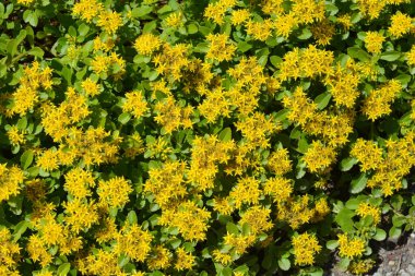 Portakal rengi Stonecrop çiçekleri, Latince adı Sedum Kamtschaticum var. Floriferum Weihenstephaner Altın