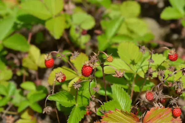 Wild Strawberry Leaves Fruit Latin Name Fragaria Vesca — Stock Photo, Image