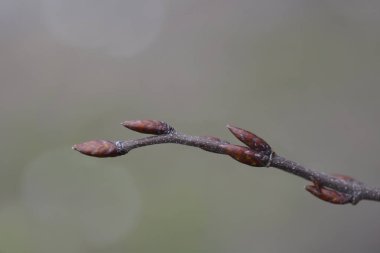 Tomurcuklarla ortak bir hornbeam dalı - Latince adı - Carpinus betulus