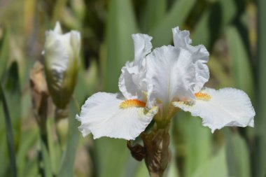 Orta karar sakallı iris Geri döneceğim çiçek - Latince adı - Iris barbata-media Geri döneceğim