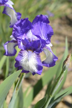 Orta karar sakallı iris Arktik süslü çiçek - Latince adı - Iris barbata-medya Arktik Süslü