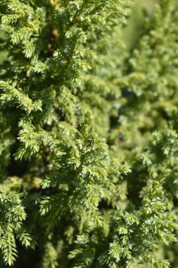 Juniper Hulsdonk Sarı - Latince adı Juniperus pingii Hulsdonk