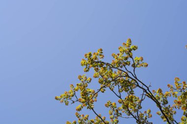 Cennetin dalları mavi gökyüzüne karşı yeni yapraklar ile - Latince adı - Ailanthus altissima