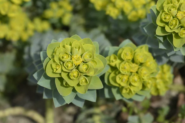 stock image Myrtle spurge flowers - Latin name - Euphorbia myrsinites