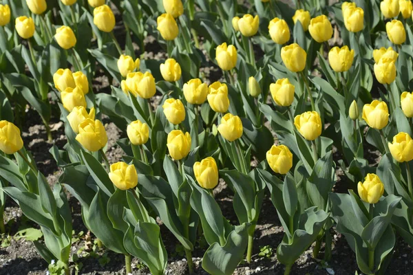 Tulip Strong Gold flowers - Latin name - Tulipa Strong Gold