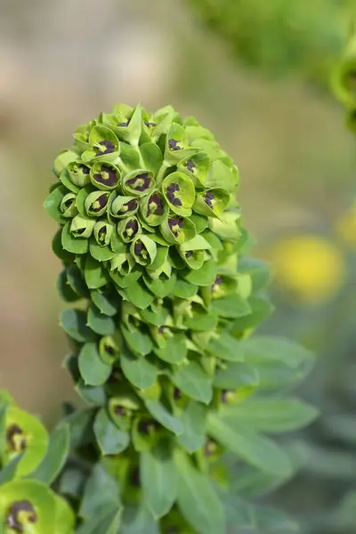 Spurge Black Pearl flowers - Latin name - Euphorbia characias Black Pearl