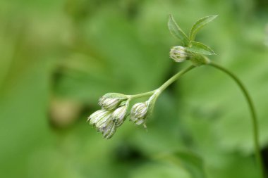 Karikatür ustası çiçek tomurcukları - Latince adı - Astrantia carniolica