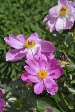 Pembe kokulu şakayık çiçekleri - Latince adı - Paeonia lactiflora