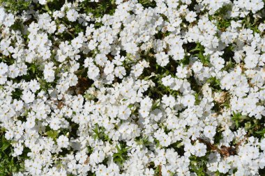 Sürünen Phlox White çiçekleri - Latince adı - Phlox subulata White Delight