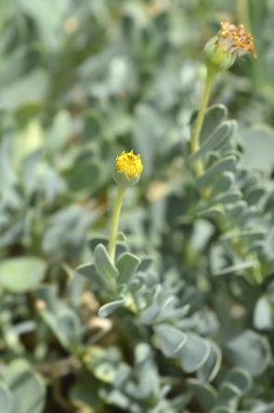 Barbar turp otu sarı çiçek tomurcuğu - Latince adı Hertia cheitifolia