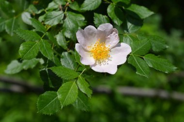 Soluk pembe çiçekli köpek gülü - Latince adı - Rosa canina