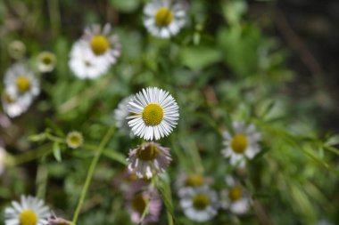Meksikalı pire çiçeği - Latince adı - Erigeron Karvinskianus