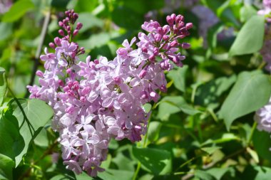 Pembe leylak çiçekleri - Latince adı - Şırınga vulgarisi