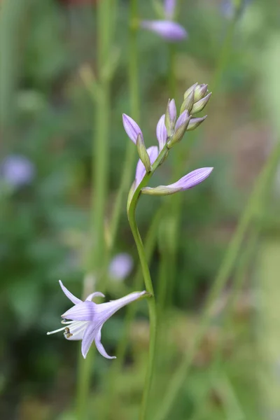 Plantain lily flowers - Latin name - Hosta hybrid