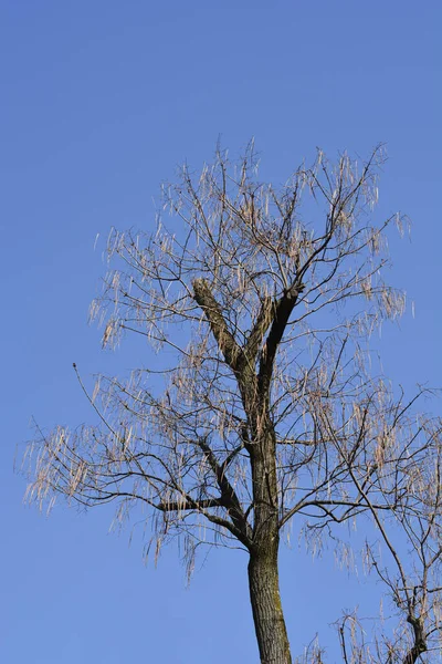 Common catalpa tree with seed pods on branches - Latin name - Catalpa bignonioides