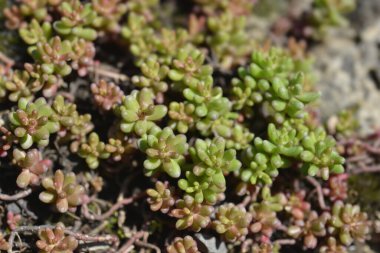 Beyaz Taş Yaprakları - Latince adı - Sedum albümü