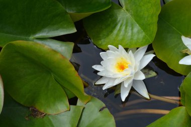 Su Zambağı Perrys Çift Beyaz Çiçek Latince adı Nymphaea Perrys Çift Beyaz
