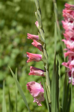 Pembe ve kırmızı gladiolus çiçekleri - Latince adı - Gladiolus Şarap ve Güller