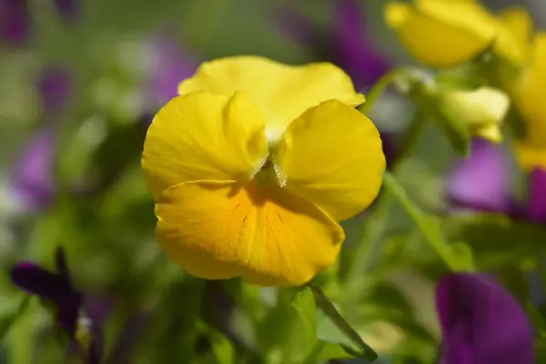 Yellow horned violet flower - Latin name - Viola Deltini Yellow