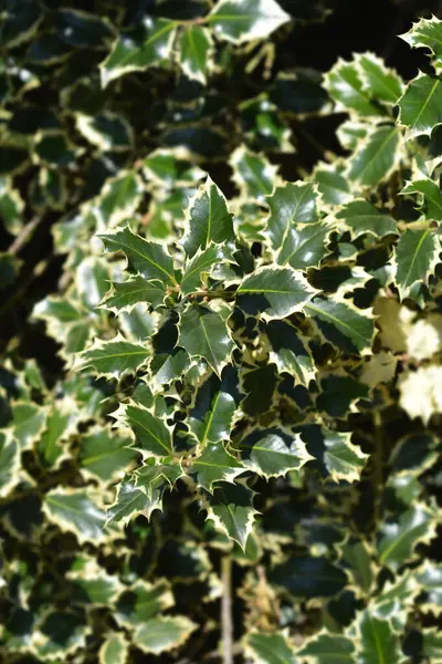 Silver-marginated Holly leaves - Latin name - Ilex aquifolium Argentea Marginata