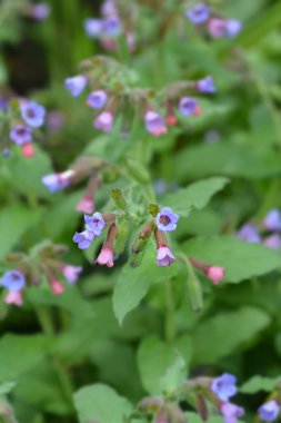 Akciğer otu çiçekleri - Latince adı - Pulmonaria officinalis