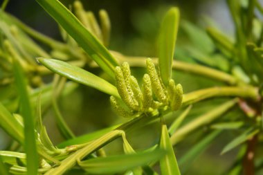 Podocarpus neriifolius (Podocarpus neriifolius) adında akıntılı zakkum dalıdır.