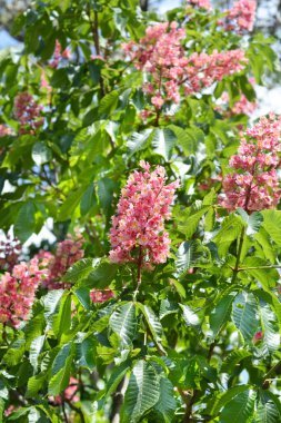 Çiçekli kırmızı at kestanesi dalları - Latince adı - Aesculus x carnea