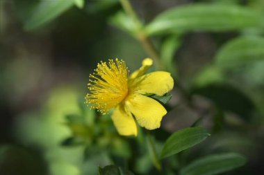 Kalms St Johns Wort çiçeği - Latince adı - Hypericum kalmianum