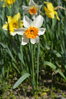 Beyaz ve turuncu. Büyük kollu nergis çiçeği.