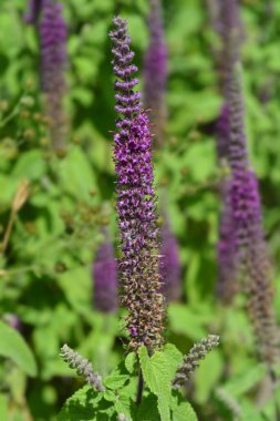 İran Alman çiçeği - Latince adı - Teucrium hircanicum