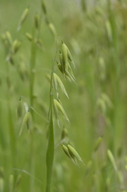 Tarlada yaygın yulaf - Latince adı - Avena sativa