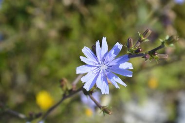 Vahşi hindiba çiçeği - Latince adı - Cichorium intybus