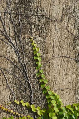 Boston Sarmaşığı sonbaharda beton duvarda - Latince adı - Parthenocissus triscupidata