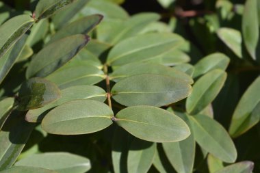 Aarons 'un sakalı Latince adı Hypericum calycinum.