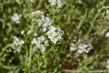 Tatlı Alyssum beyaz çiçekleri - Latince adı - Lobularia maritima
