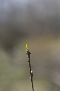Yaprak tomurcuklu Asya berberlik şubesi - Latince adı - Berberis heteropoda