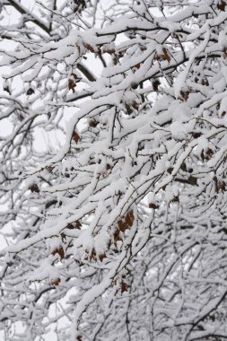Karla kaplı Londra uçak dalları Latince adı Platanus x hispanica
