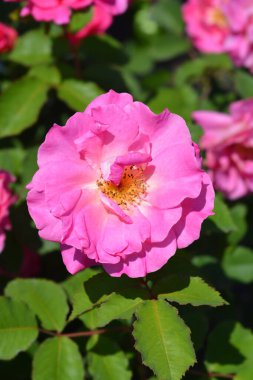 Sihirli Meidland Gül Çiçekleri - Latince adı - Rosa Sihirli Meidland