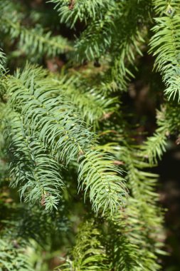 Çin köknar dalı - Latince adı - Cunninghamia lanceolata