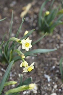 Nergis çiçeği - Latince adı - Narcissus Minnow
