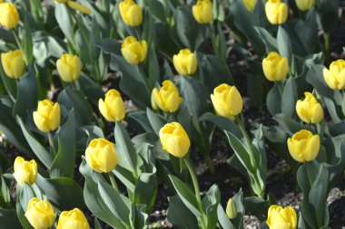 Lale Güçlü Altın Çiçekler - Latince adı - Tulipa Güçlü Altın
