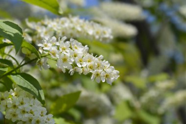 Beyaz çiçekli kuş kiraz dalı - Latince adı - Prunus padus