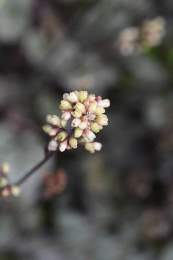 Gümüş Mercan Prensi Çiçekleri - Latince adı - Heuchera Gümüş Prensi