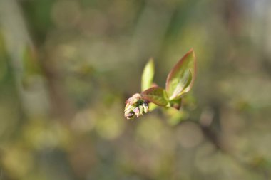 Yabanmersini Brigitta Mavi çiçek tomurcukları - Latince adı - Aşı Corymbosum Brigitta Blue