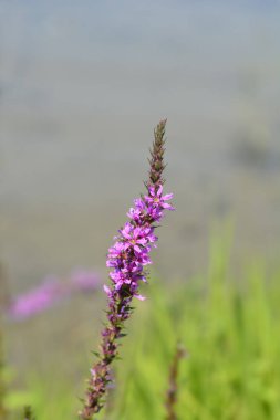 Mor gevşek çiçek - Latince adı - Lythrum salicaria