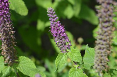 İran Alman çiçekleri - Latince adı - Teucrium hircanicum